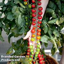 Tomato 'Rapunzel' F1