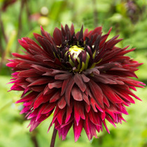 Dahlia Black Touch
