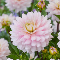 Dahlia Lady Kate