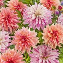 Dahlia Summer Madness