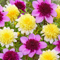 Dahlia Sunny Side Up