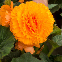 Dinner Plate Crispa Begonia Apricot