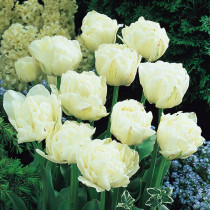 Tulip Double Late Mount Tacoma