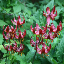 Lilium Claude Shride