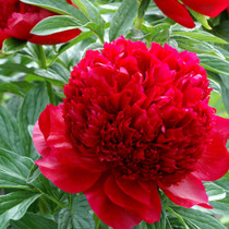 Paeonia Red Charm (Paeonia Lactiflora)