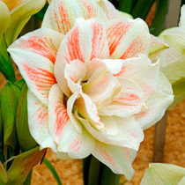 Amaryllis Nymph