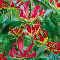 Gloriosa Lily (Gloriosa Rothschildiana)