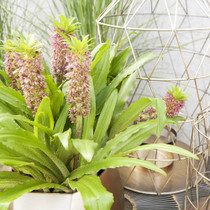 Eucomis Comosa – Pineapple Lily