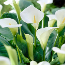 Calla Lily Aethiopica White Giant