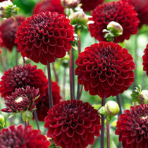 Dahlia Viking Pompon