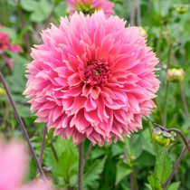 Dahlia ‘Sakura Fubuki’ Frimbriata