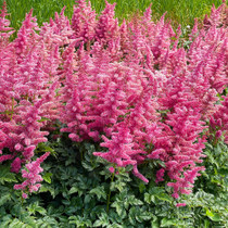 Astilbe 'Younique Cerise'