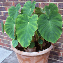 Colocasia Coco