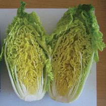 Cabbage Chinese Leaves 'Vitimo' F1 Hybrid