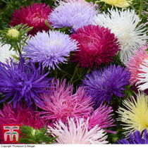 Aster 'Starlight Mixed'