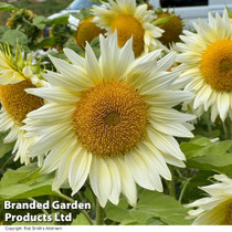 Sunflower Pro Cut 'White Lite' F1