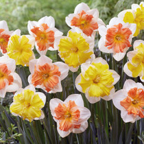  Narcissi ‘Solar Flames’.