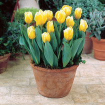 Tulip Sweetheart Fosteriana