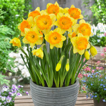 Narcissus Ferris Wheel