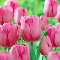 Tulip 'Don Quichotte'