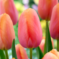 Tulip Dordogne