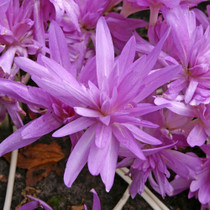 Colchicum 'Waterlily'