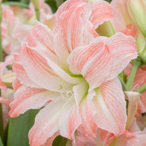Amaryllis Giant Amadeus