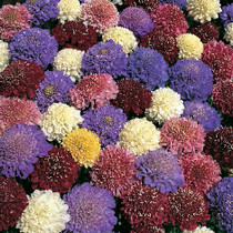 Scabious Dwarf Double Mixed
