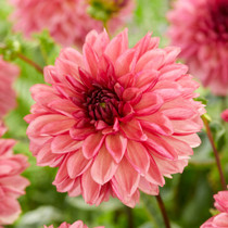 Dahlia Bacardi Decorative