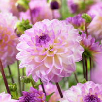 Dahlia El Paso Decorative