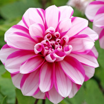 Dahlia Priceless Pink Migon Type