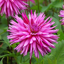 Dahlia Striped Ambition Cactus