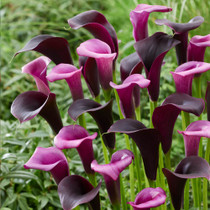 Calla Midnight Symphony