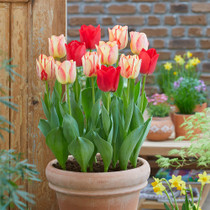 Tulip ‘Spring Fling’ – a vibrant spring display combining the bold beauty of Spying Tide and Spying Break, ideal for pots and borders.