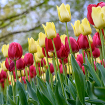 Tulip Sunrise Serenade – a striking Darwin Hybrid blend in warm sunrise hues, perfect for bold borders and stylish spring bouquets.