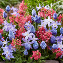 Keep Secret Bulb Corner – a quietly beautiful spring blend of Muscari, Corydalis, and Chionodoxa, ideal for shaded spots and woodland settings.