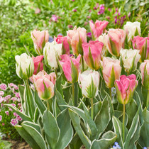 Tulip Sweet Hues – an elegant blend of ruffled tulips in soft pastel tones, perfect for creating painterly borders or refined bouquets.