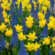 Narcissi Botanical Breeze – a fresh, cheerful blend of Narcissi ‘Tête-à-Tête’ and Muscari ‘Night Eyes’, perfect for early spring containers and naturalised settings.

