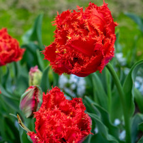 Tulip ‘Mi Amor’ – lush, double red blooms with fringed petals that bring rich colour and texture to late spring borders and bouquets.