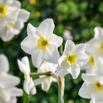 Narcissus ‘Lieke’ – small daffodil with white petals and yellow centres. Flowers March, 25cm. Ideal for pots, edging, and naturalising. Buy now at Mr Middleton.