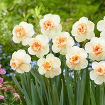 Narcissus ‘Bon Bon’ – a fragrant Cyclamineus hybrid with ruffled double centres and reflexed petals, perfect for naturalising or cutting.