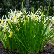 Narcissus ‘Snipe’ – a delicate Cyclamineus daffodil with reflexed petals and a fading trumpet, perfect for naturalising and adding charm to small spaces.