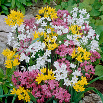 Allium ‘Mountain Bells’ – a fragrant, naturalising mix of pink, yellow, and white blooms. Flowers May, 30cm. Perfect for meadows and borders. Buy now at Mr Middleton.