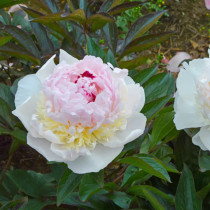 Paeonia ‘Madame de Vernéville’