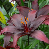 Lilium ‘Night Flyer’