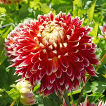 Dahlia ‘Akita’