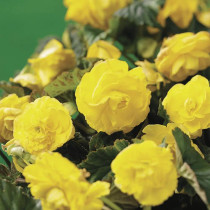 Begonia Dinner Plate Yellow