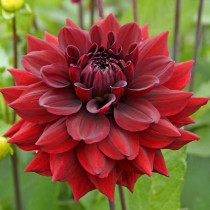 Dahlia ‘Arabian Night’