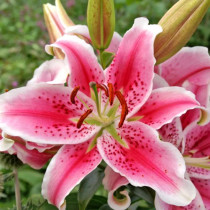 Lilium Stargazer