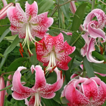 Lilium Speciosum Rubrum